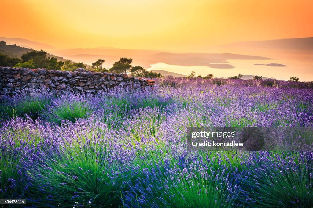 Zonsondergang over Lavendel veld - landschap