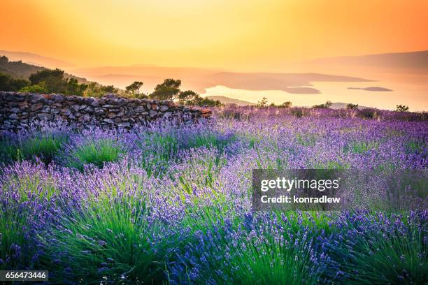 sunset over lavender field - landscape - butterfly tree stock pictures, royalty-free photos & images