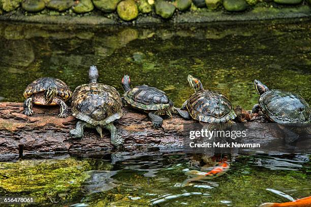 five turtles on a log - freshwater turtle stock pictures, royalty-free photos & images