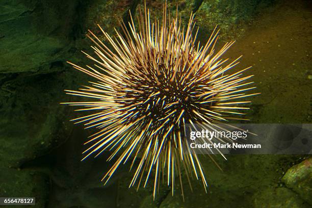 sea urchin - sea urchin stockfoto's en -beelden