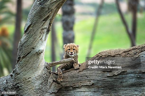 cheetah cub on log - cheetah cub stock pictures, royalty-free photos & images