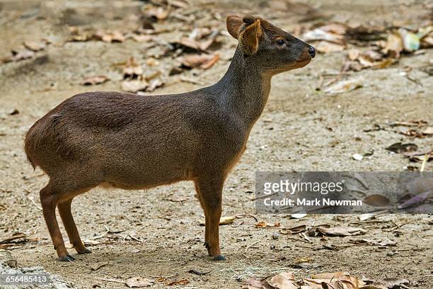 southern pudu - pudu stock pictures, royalty-free photos & images