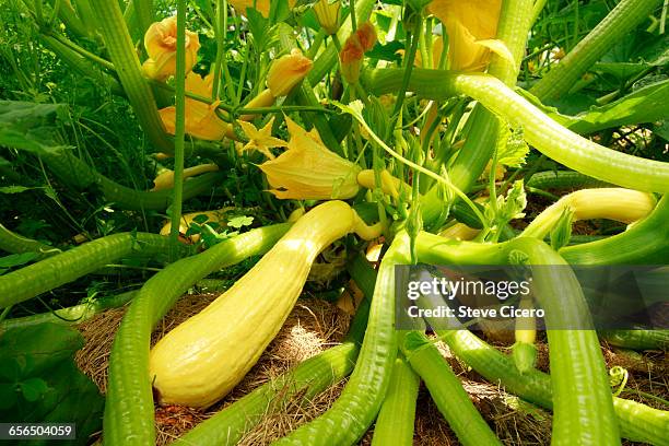 growing yellow squash plant ground view - squash vegetable stock pictures, royalty-free photos & images