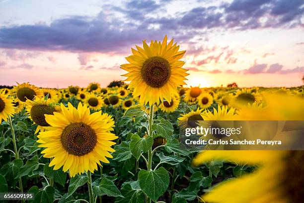 sunflowers in france - sunflower stock pictures, royalty-free photos & images