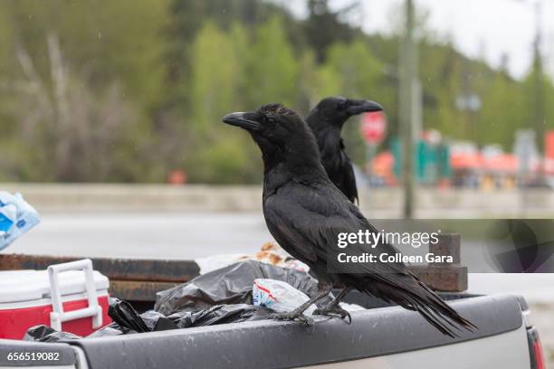 common ravens on back of a pickup truck - garbage truck stock-fotos und bilder