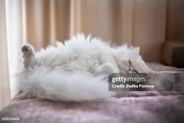 white persian cat lying on back - persian stock-fotos und bilder