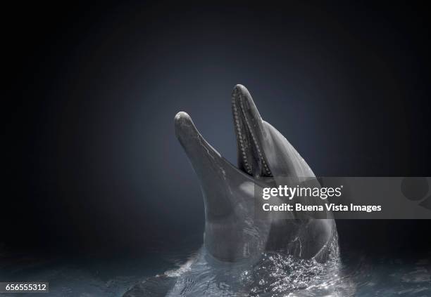 studio photograph of a bottlenose dolphin (tursiops truncatus) - dolphin stockfoto's en -beelden