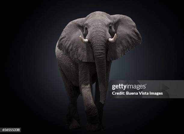 studio photograph of an african elephant (loxodonta africana) - elefant stock-fotos und bilder