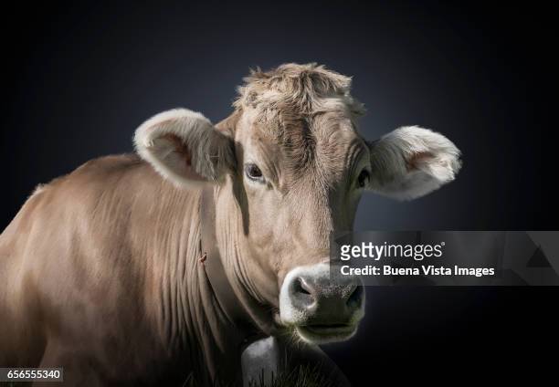 studio photograph of an alpine cow. - cow stock-fotos und bilder