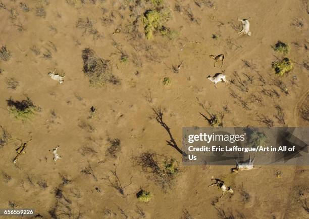 An aerial view of dead cows during the drought, Oromia, Yabelo, Ethiopia on March 7, 2017 in Yabelo, Ethiopia.