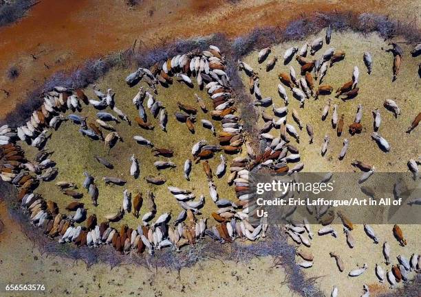 Aerial view of cows suffering from the drought grouped in fences to be fed by the governement, Oromia, Yabelo, Ethiopia on March 7, 2017 in Yabelo,...