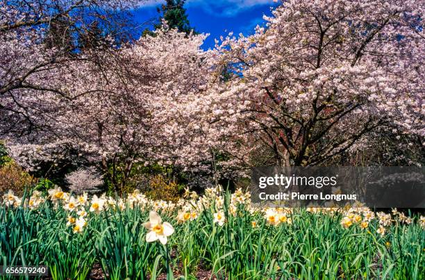 cherry blossom and daffodild blooming, stanley park, vancouver, british columbia, canada - stanley park fotografías e imágenes de stock