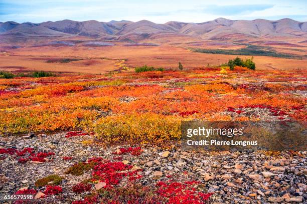 at the arctic circle, along the dempster highway, colors of the tundra in late august - toendra stockfoto's en -beelden