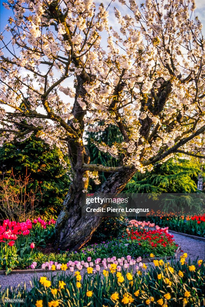 Glorious Spring Blooming, Stanley Park, Vancouver, British Columbia, Canada