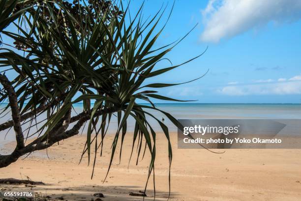 the seaside of iriomote island - insel iriomote stock-fotos und bilder