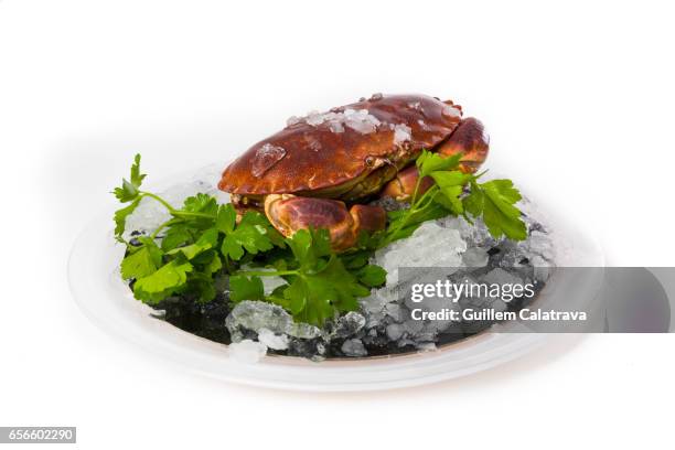 crab on a plate with ice and parsley - comestibles stock pictures, royalty-free photos & images