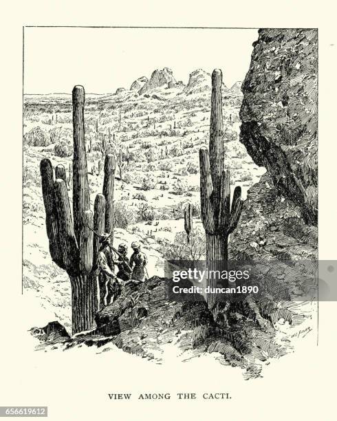 ilustrações de stock, clip art, desenhos animados e ícones de view amoug the cacti in an america desert, 19th century - cato