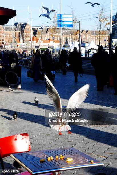 a seagull catching french fries - seagull food stock pictures, royalty-free photos & images