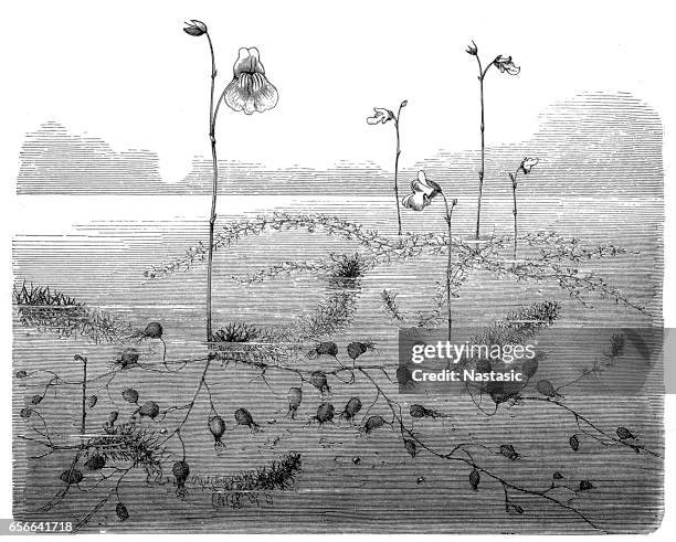 lesser bladderwort(utricularia minor) - bladderwort stock illustrations
