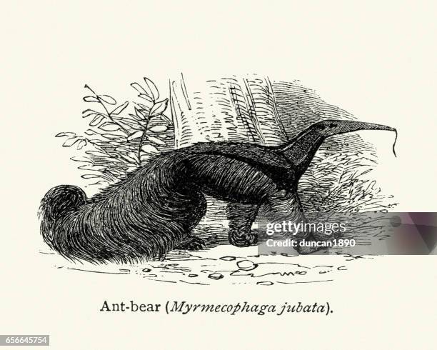 natural history - giant anteater - giant anteater stock illustrations