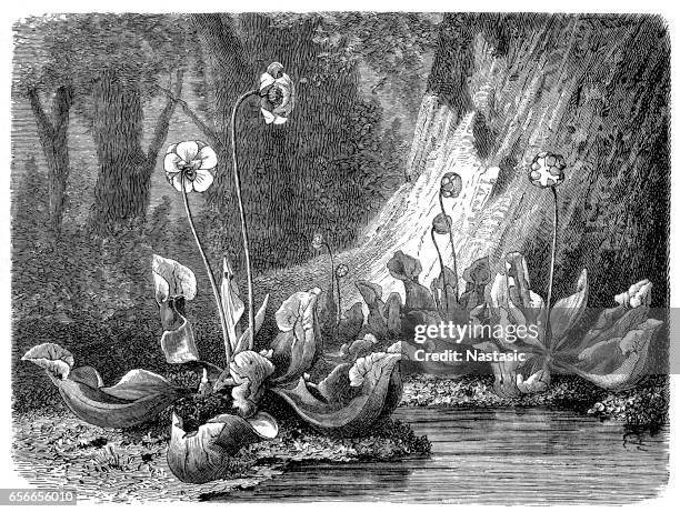 purple pitcher plant, northern pitcher plant, or side-saddle flower(sarracenia purpurea) - cobra lily stock illustrations