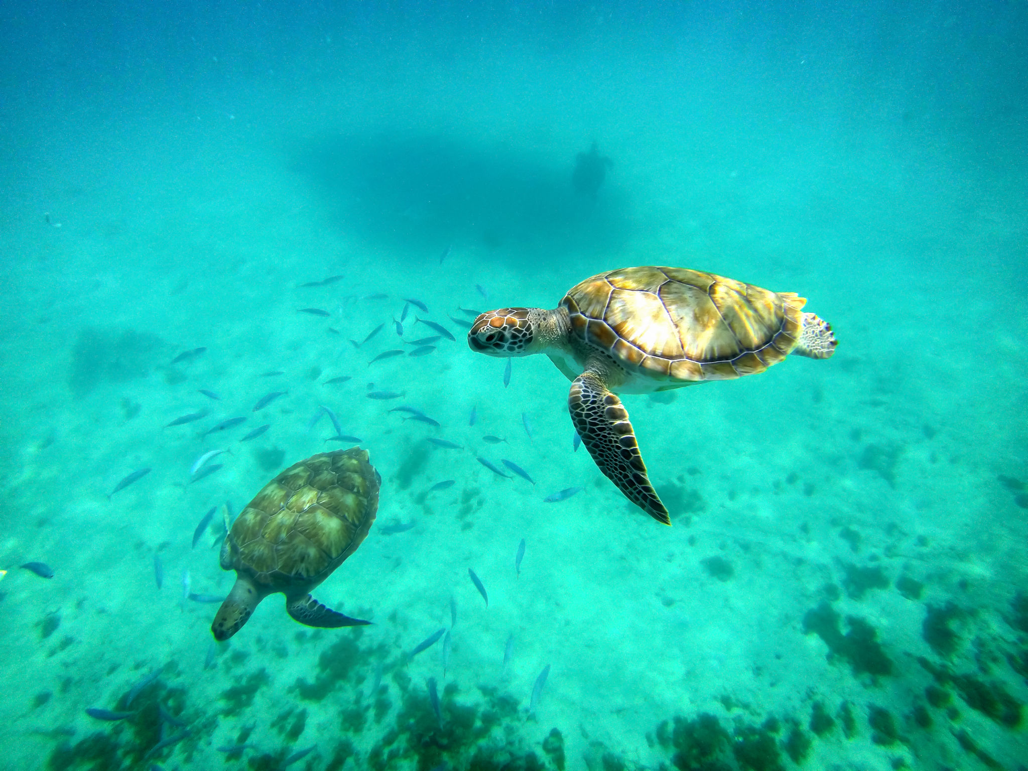 snorkeling antigua