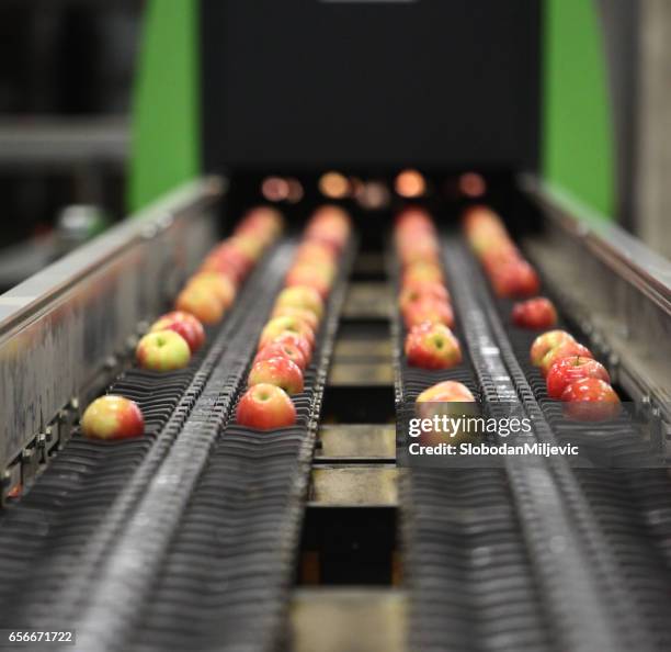 clean and fresh apples on conveyor belt - packing food stock pictures, royalty-free photos & images