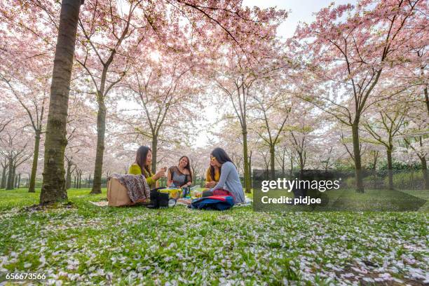 spring time. pink cherry blossoms forest, hanami - hanami stock pictures, royalty-free photos & images