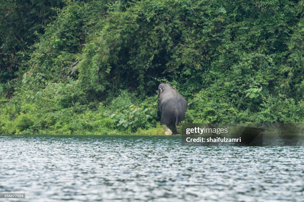 View of wild elephant crossing the lake in Royal Belum State Park, Perak, Malaysia.