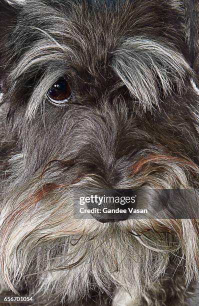 mini schnauzer dog closeup - schnauzer stock pictures, royalty-free photos & images