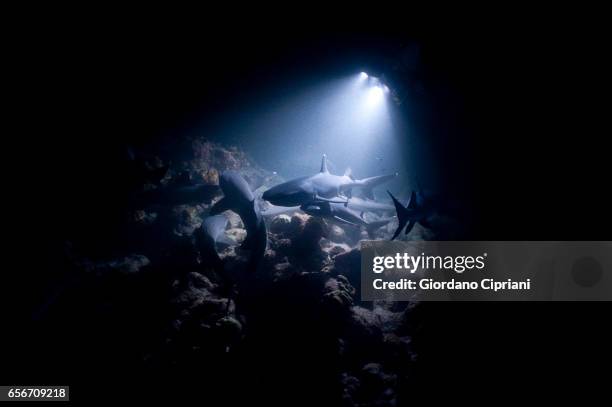 large school of white tip reef sharks that patrol the coral reef at night to hunt in cocos island national park. - undersea stock-fotos und bilder