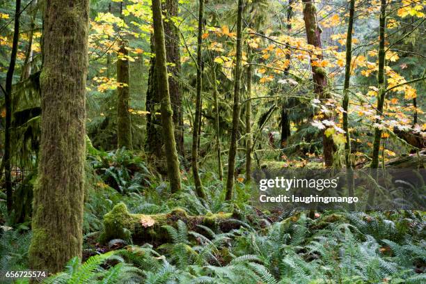 macmillan provincial park cathedral grove vancouver island - grove_(nature) stock-fotos und bilder