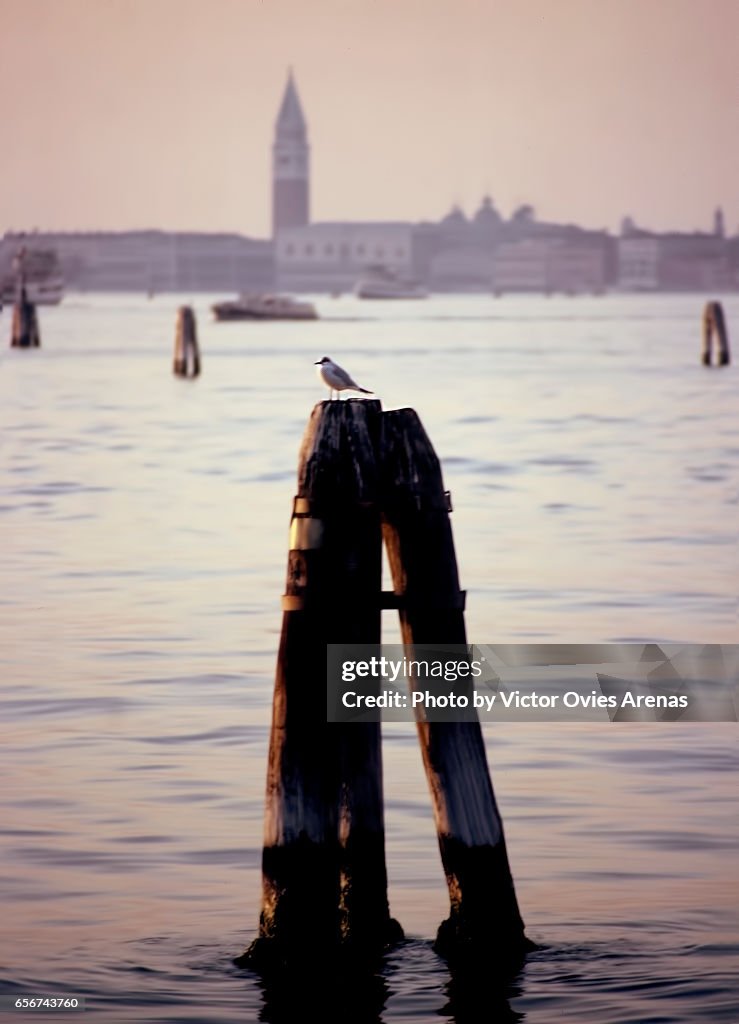 Bird on a wooden post on the Venetian Lagoon and the church of San Gioirgio Maggiore at sunset in Venice, Italy