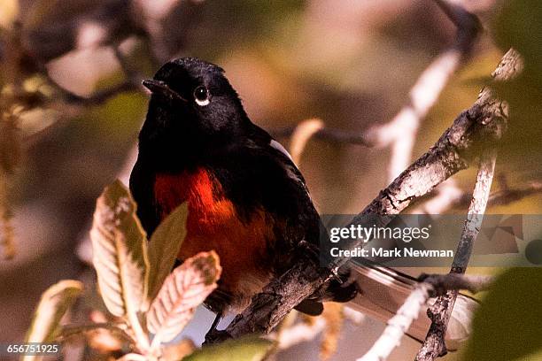 spotted towhee - towhee fotografías e imágenes de stock