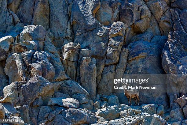 peninsular desert bighorn sheep - bighorn sheep stockfoto's en -beelden