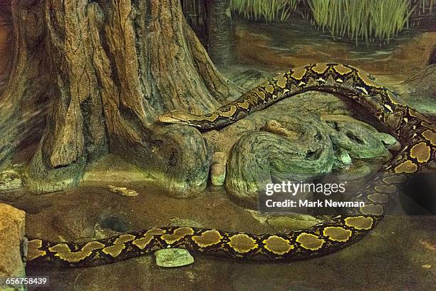 anaconda - giant snake stock pictures, royalty-free photos & images