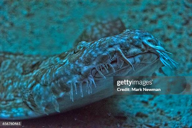 spotted wobbegong shark - spotted wobbegong shark stock pictures, royalty-free photos & images