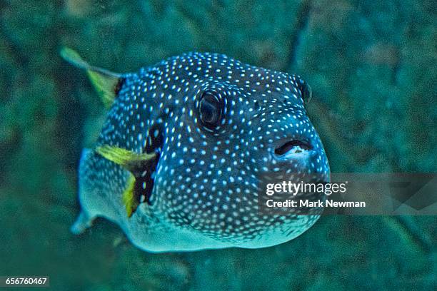 stars and striped puffer fish - kogelvis stockfoto's en -beelden