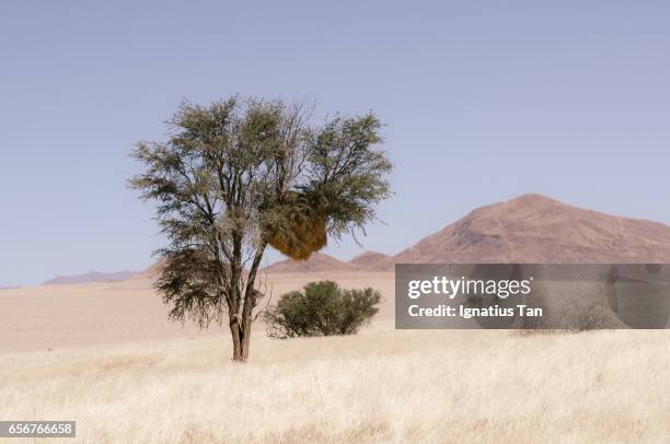 camelthorn tree with social weaver nest in a desert landscape - ignatius tan stock-fotos und bilder