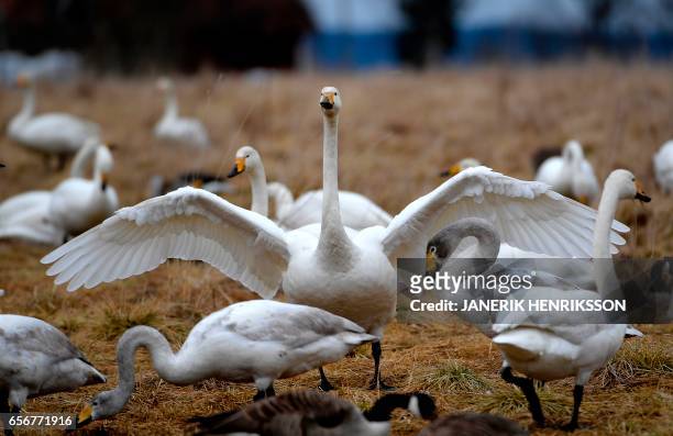 Whooper swan pick for food at lake Tysslingen, Central Sweden, on March 20, 2017. Hundreds of migrating swans descended on the lake on their journey...