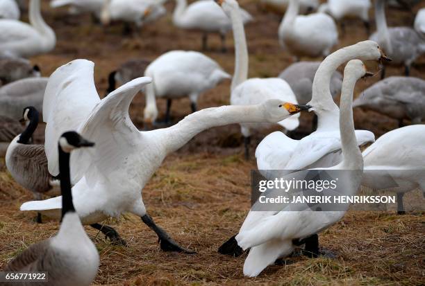 Whooper swans fight at lake Tysslingen, Central Sweden, on March 20, 2017. Hundreds of migrating swans descended on the lake on their journey north...