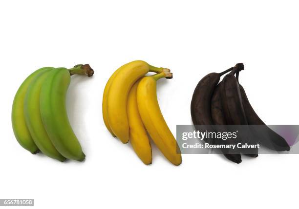 green, yellow and black bananas illustrate ripening process. - banane stock-fotos und bilder