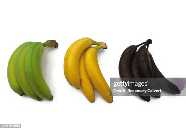 green, yellow and black bananas illustrate ripening process. - banana verde imagens e fotografias de stock