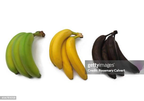 green, yellow and black bananas illustrate ripening process. - ripe 個照片及圖片檔