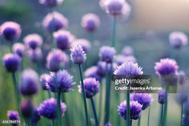 chives - cebolinha capim família das cebolas - fotografias e filmes do acervo