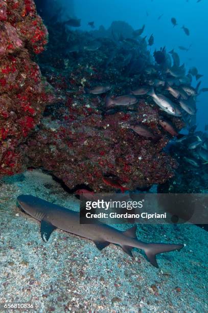 the underwater world of the cocos islands. - silver shark stock-fotos und bilder