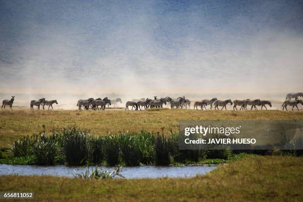 migracion - cebra stock pictures, royalty-free photos & images