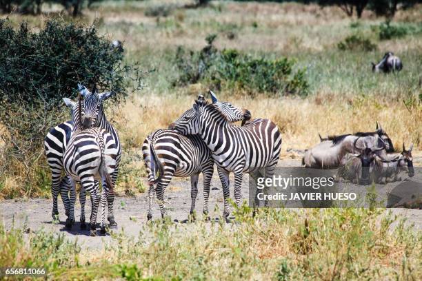 familia de zebras - rayado photos et images de collection