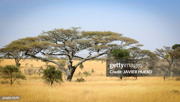 paisaje africano - jirafa foto e immagini stock