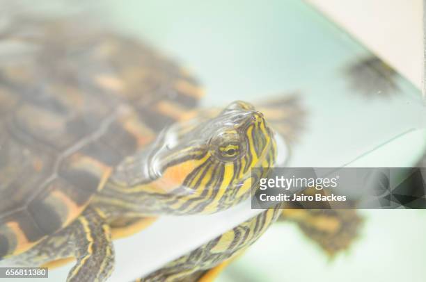 turtle - tartaruga stock pictures, royalty-free photos & images